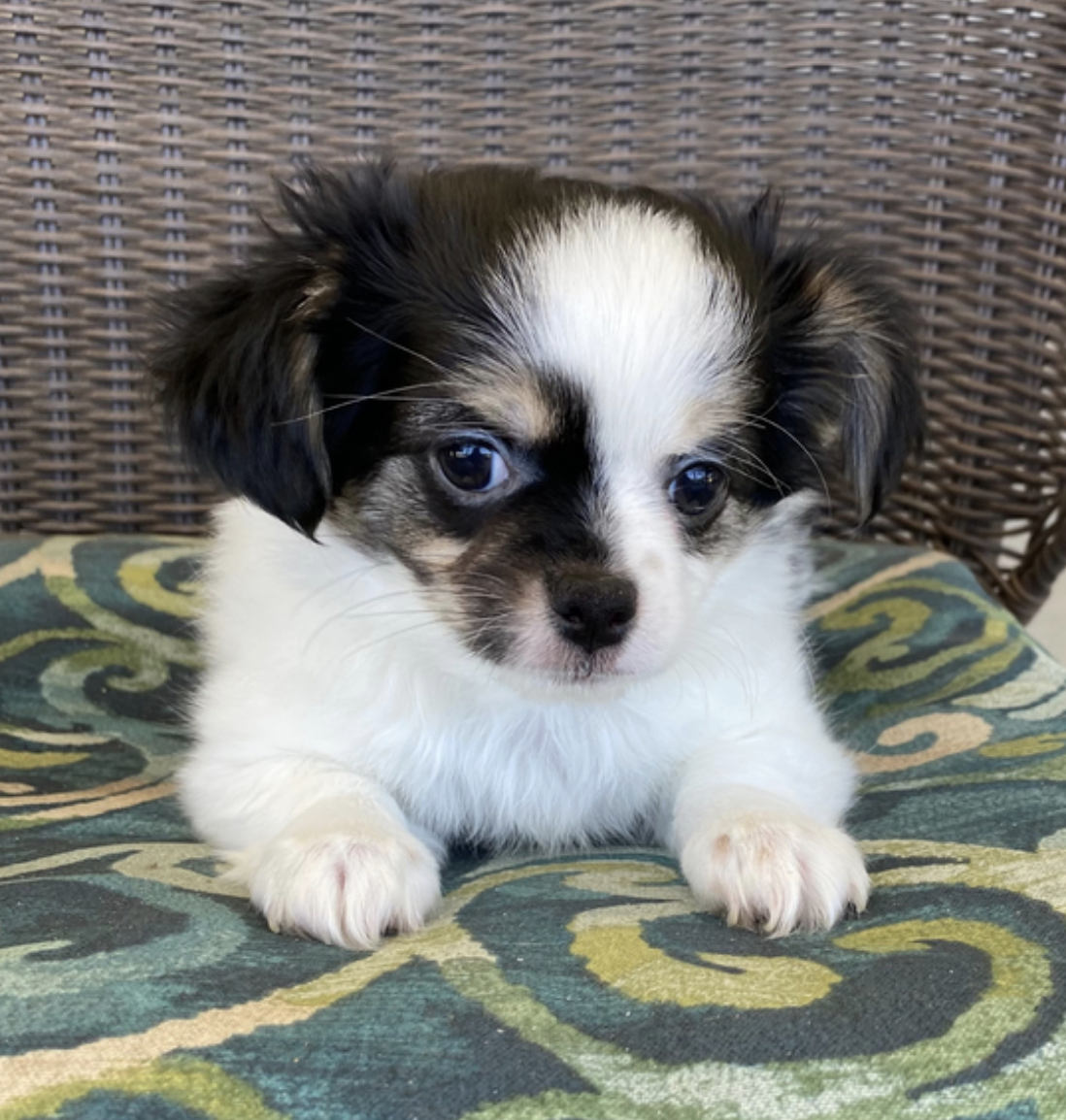 comprar cachorros sanos, baratos y asequibles para la venta